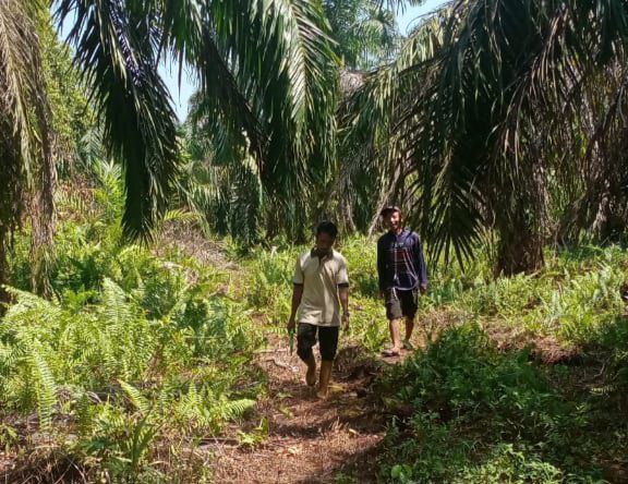 Petani Sawit Aceh Utara Mulai Tersenyum