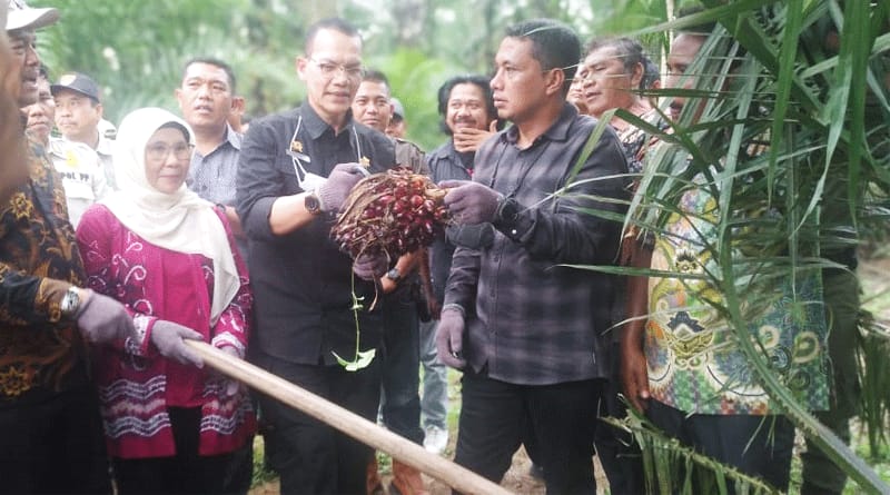 Sawit Program PSR di Paluta Panen Perdana