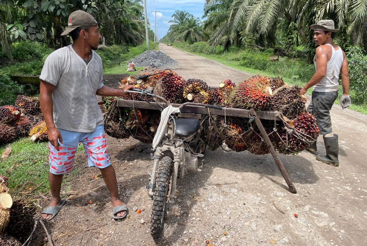 Penghapusan PE Mulai Berikan Dampak Positif Terhadap Harga TBS