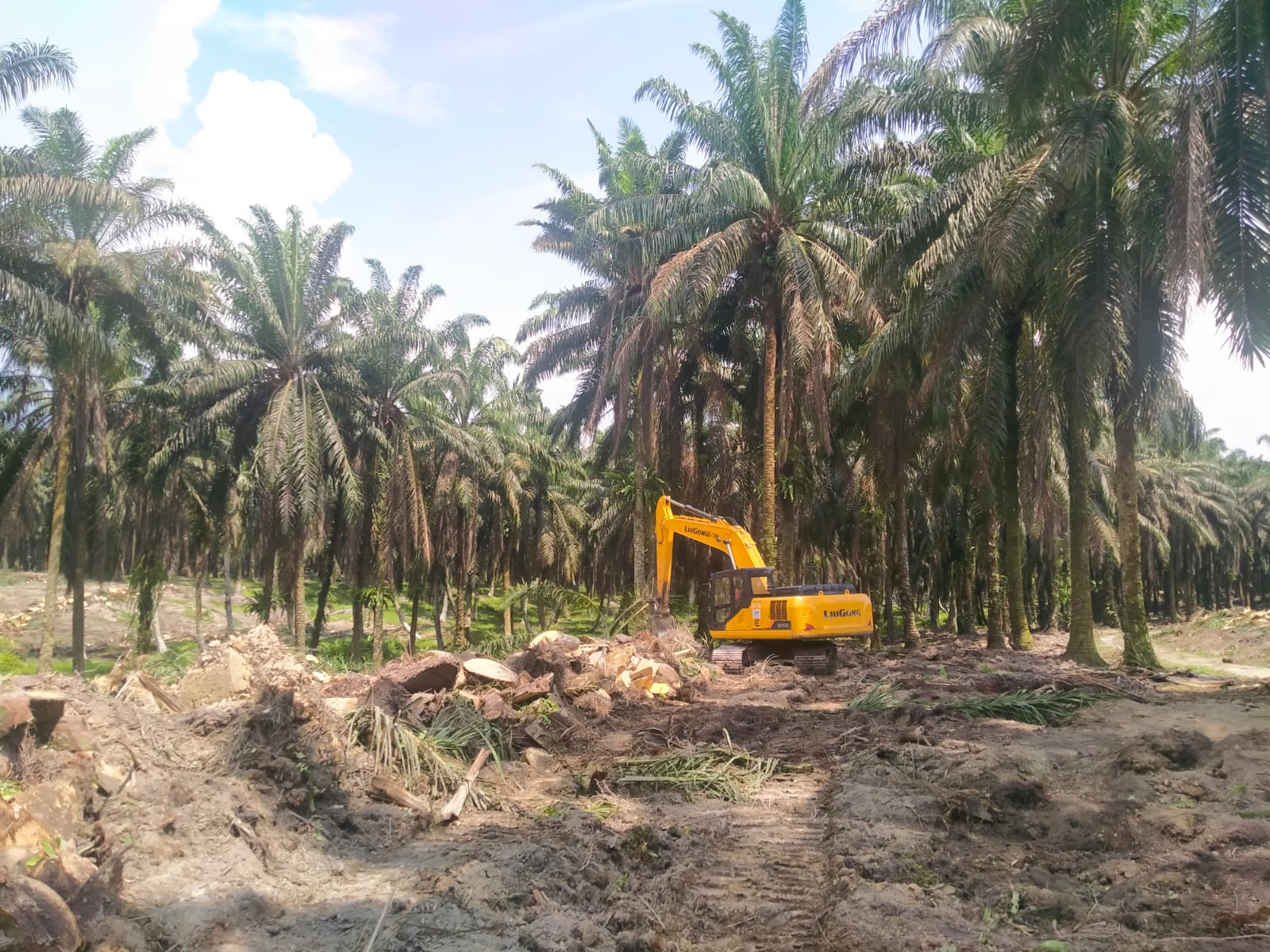 Masuk Kawasan, Pekebun dan Korporasi Diminta Urus Legalitas Lahannya