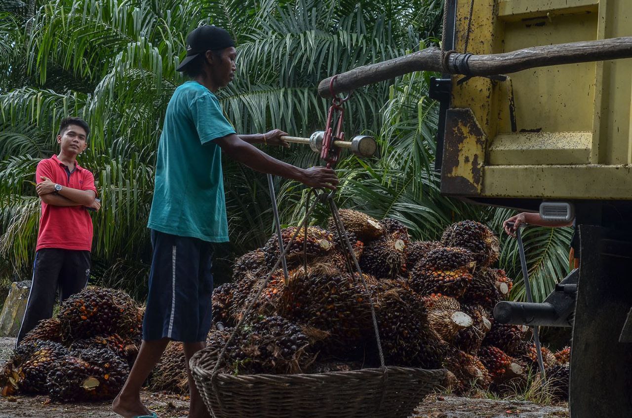 China Minta Tambah Impor 1 juta Ton CPO, GAPKI: Stok Kita Cukup!