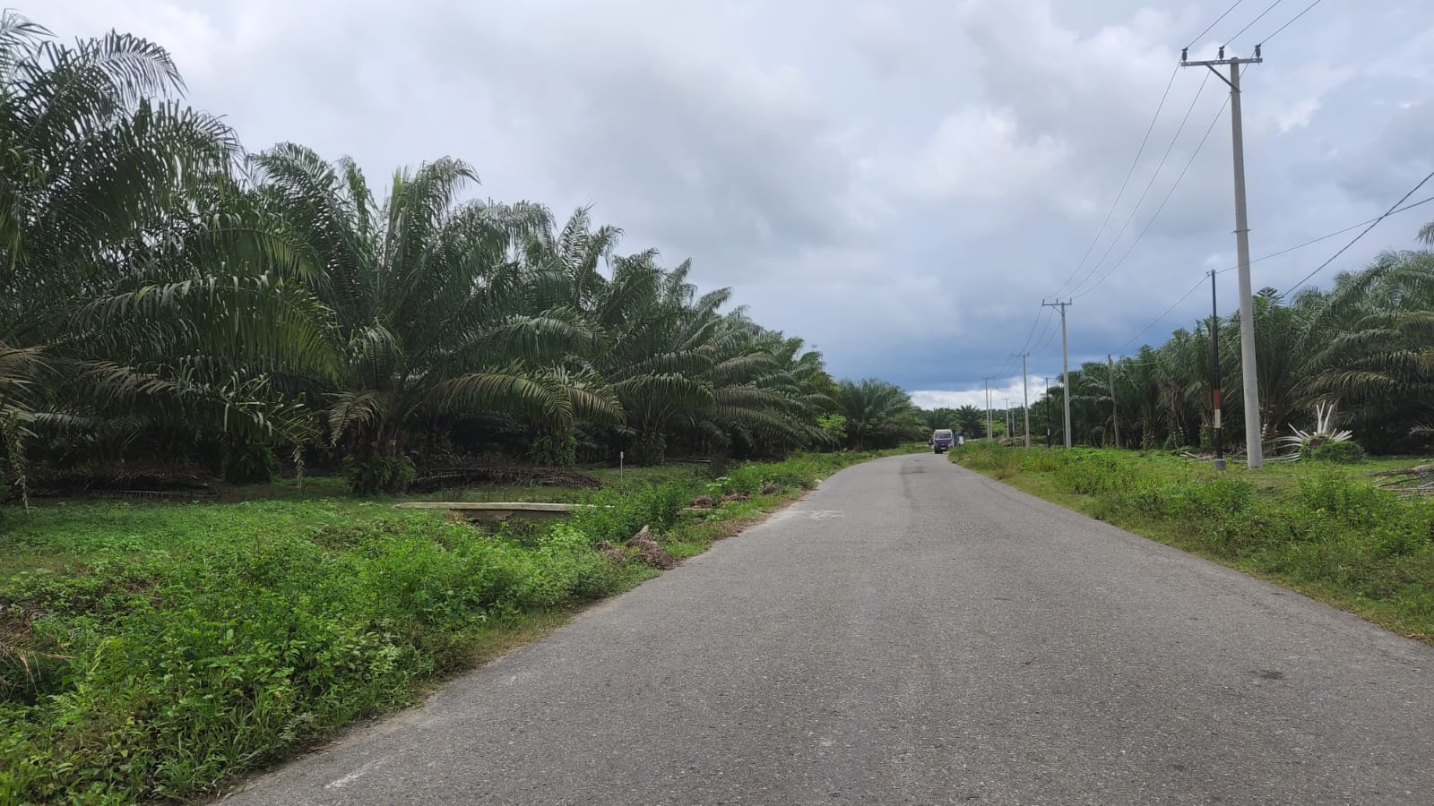 Ada Apa (Petani) Sawit?