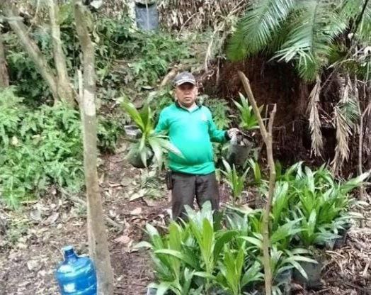 Kebun Sawit Ilegal di Buluh Cina Kampar Dimusnahkan