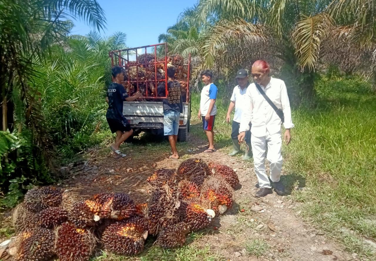 Harga TBS Masih Jauh dari Ketetapan Disbun