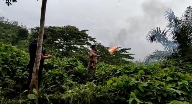 Setelah Perangkap Dibongkar, Harimau Muncul Lagi di Perkebunan