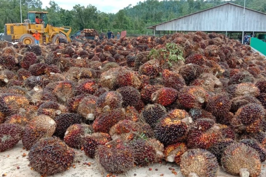 Kiat Ketum GAPKI Hadang Isu Negatif Sawit