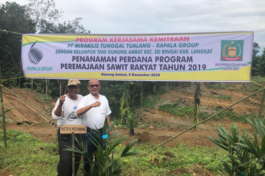 Bikin Tanaman Sela di Peremajaan Sawit, Ini Dampaknya 