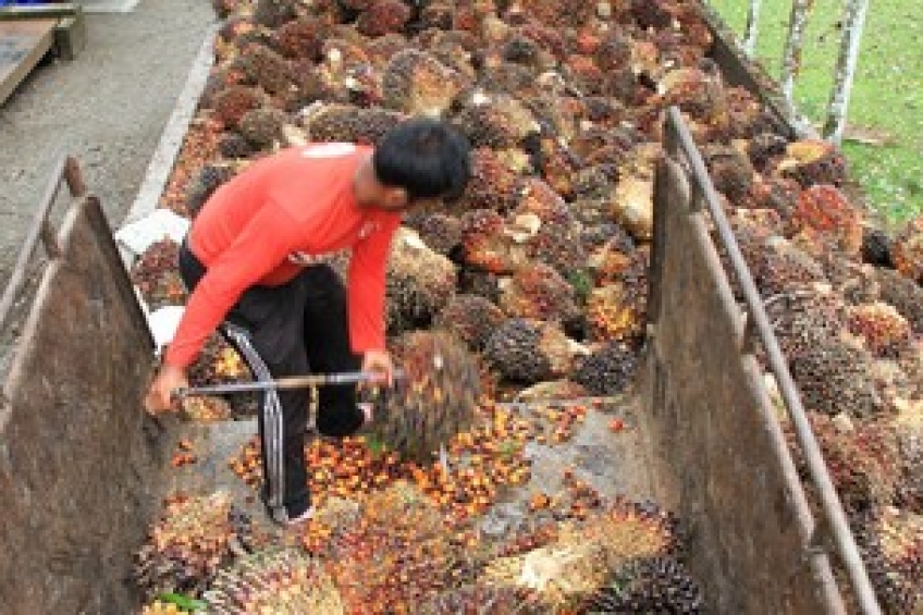 64 Persen Petani Kelapa Sawit Indonesia Lulusan SD