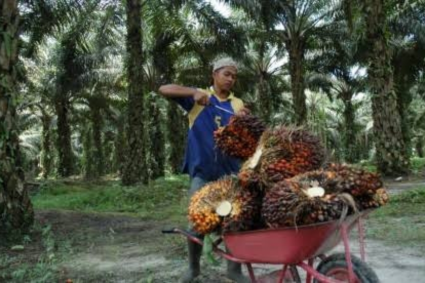 Maksimalkan Masa PSR, KUD Tupan Tri Bakti Budidayakan Jagung