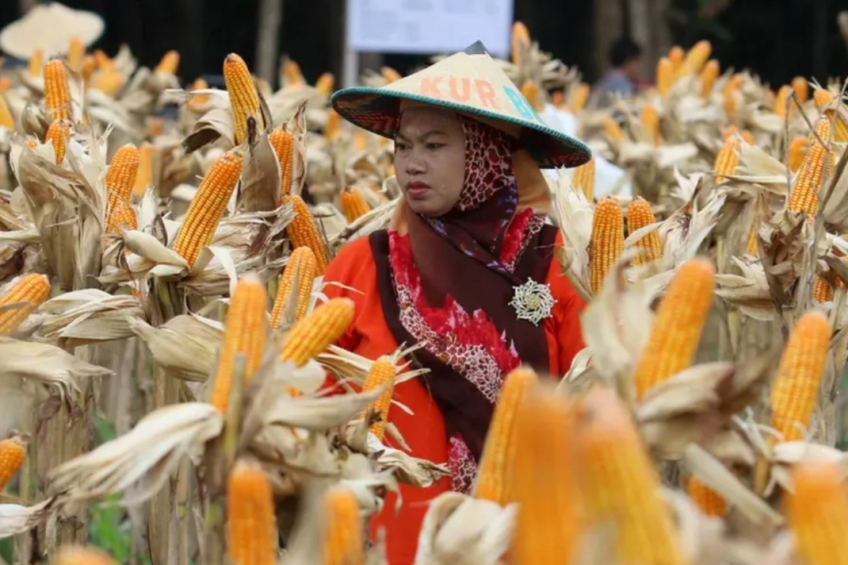 Rugikan Kalangan Petani, Apkasindo Minta RPP UU Cipta Kerja Direvisi