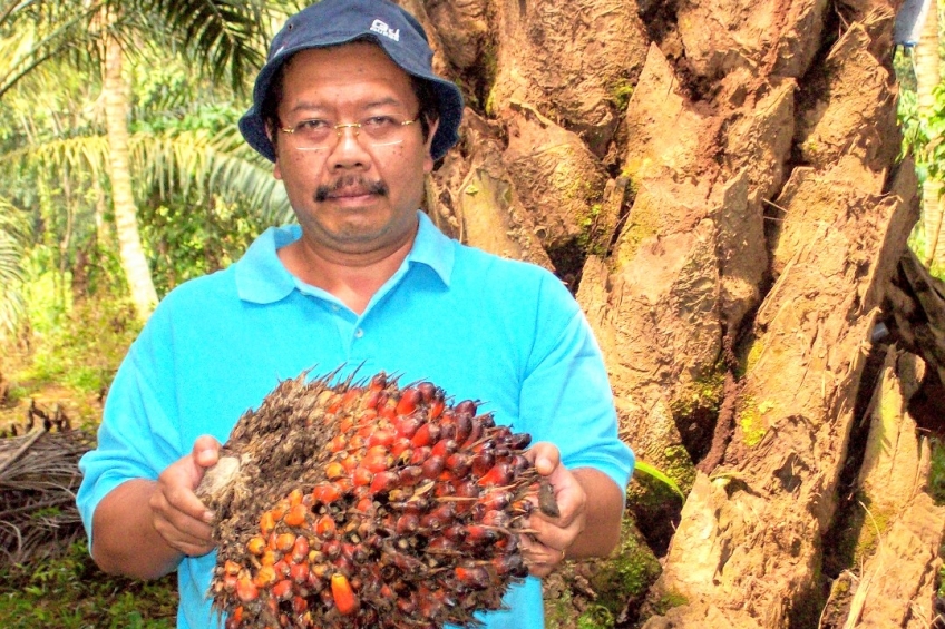 Segera Jumpai Presiden, Petani Sawit Minta Divaksin Lebih Dulu