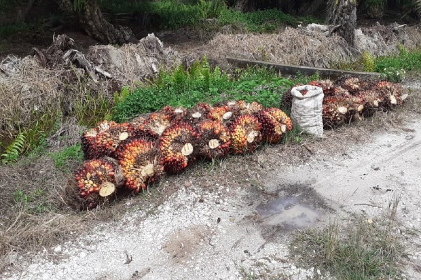 PLN Imbau Pemko Pekanbaru Bayar Listrik Tepat Waktu, PJU Diputus Gegara Menunggak