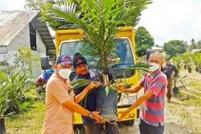 Petani Dapat Membeli Bibit Sawit Bersertifikat lewat Aplikasi