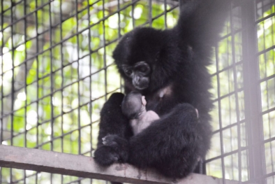 Owa Ungko yang Dirawat BBKSDA Riau Melahirkan Bayi 