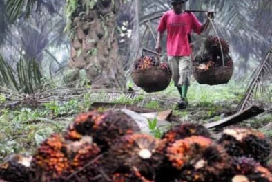 Harga Sawit di Riau Naik Lagi, Kini Jadi Rp2.241