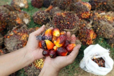 Harga Sawit di Riau Kembali Naik, Kini Rp 2.297