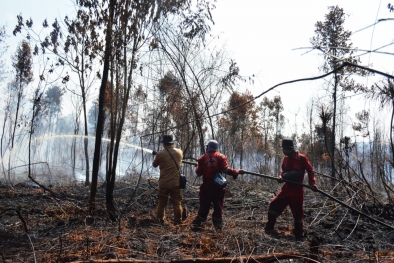 Cagar Biosfer di Bengkalis Terbakar 100 Hektare