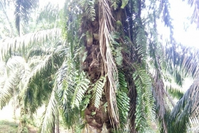 Petani Ini Puyeng Dibikin Aturan 