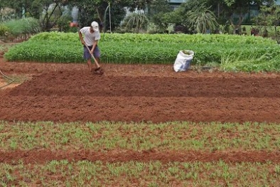 Pupuk Subsidi Digelapkan, Petani di Bogor Menderita