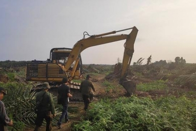 Kebun Sawit Terlanjur Ditebangi, Ternyata MA Putuskan Eksekusi di Riau Tidak Sah