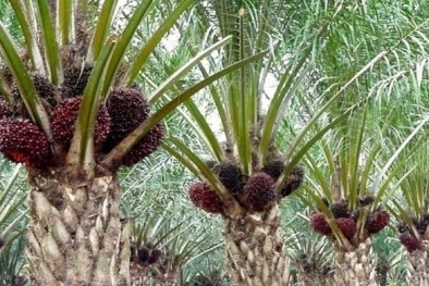 Sawit Mahal, Penjualan Mobil di Aceh Singkil Laris Manis