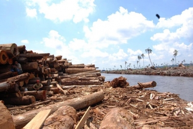 Antara Perjanjian Paris dan Kaplingan Hutan Korporasi