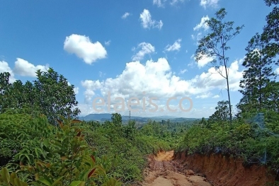 Moratorium Hutan Amburadul?