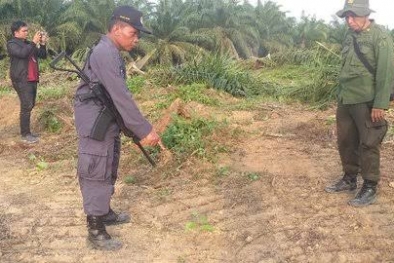 Konflik Lahan di Gondai, Pakar Lingkungan Sebut Negara Lemah