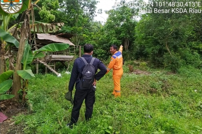 Dua Ekor Beruang Madu Masuk Permukiman Warga Siak