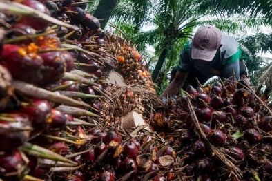 Petani Agam Bergairah, Harga Sawit Rp1.700/Kg