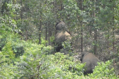 17 Ekor Gajah Liar Masuk Kebun Warga Kuansing