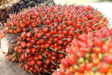 Petani Mukomuko kembali Bergairah, Harga Sawit Naik Lagi