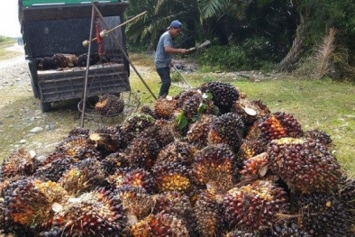 Harga Sawit di Aceh Selatan Mulai Naik, Segini per Kilogram