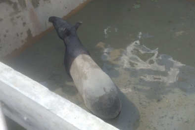 Satwa Tapir Terjebak di Kolam Warga Pekanbaru