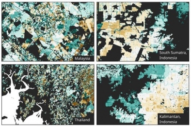 IIASA Bikin Peta Sawit Asia Tenggara, Bisa Deteksi Umur Tanaman