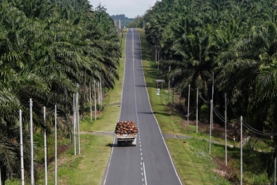 Indonesia Berlakukan PE, Sawit Malaysia Untung