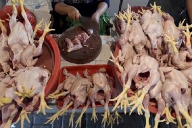 Harga Ayam di Bawah HPP Terlama Sepanjang Sejarah pada 2020