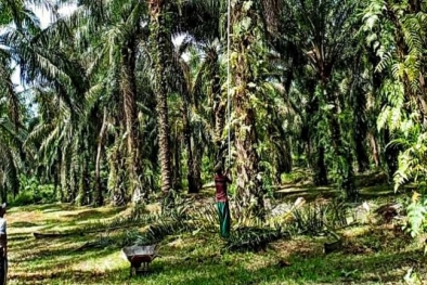 Di Mukomuko, Penumbangan Sawit Mulai