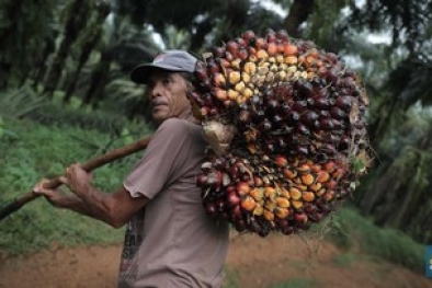 Kembali Naik, Harga Sawit Tembus Rp2.506 Per Kilogram