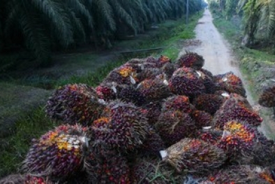 Pemerintah Segera Mulai Proyek Konversi CPO Jadi Bensin