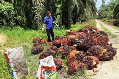 Giliran Harga Meroket, Produksi Mengkeret Pula