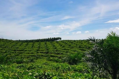 Gawat, Oknum PNS Babel Jual Hutan Lindung untuk Tanam Sawit