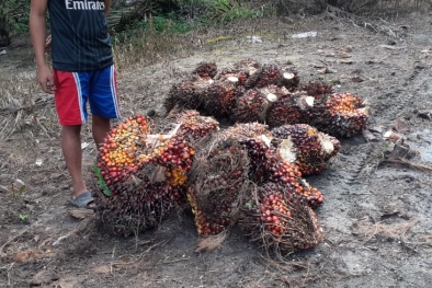 Harga Sawit Riau Makin Melejit