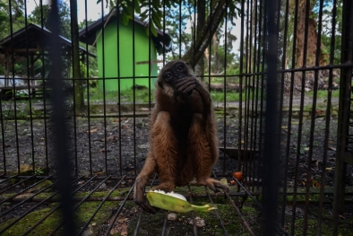 BBKSDA Riau Evakuasi Owa dari Rumah Jarunis