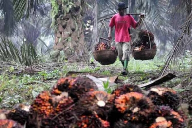 Harga Buah Sawit di Riau Naik Jelang Lebaran, Ini Rinciannya