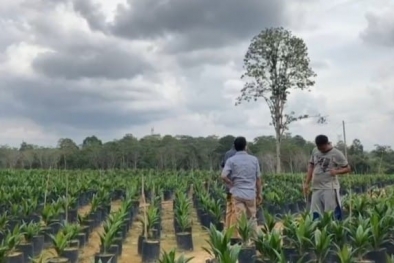 Dukung Program Replanting, PUSKUD Jambi Sediakan Bibit Sawit Berkualitas