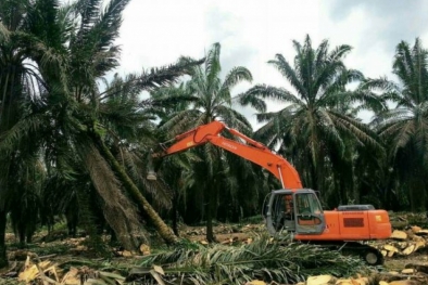 Program Peremajaan Sawit di Jambi Belum Capai Target