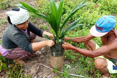 Bakal Panen TBS atau Panen Masalah, Disini Kuncinya...