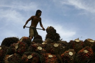 Pekan Ini Harga TBS Sawit di Sumut Naik Tipis