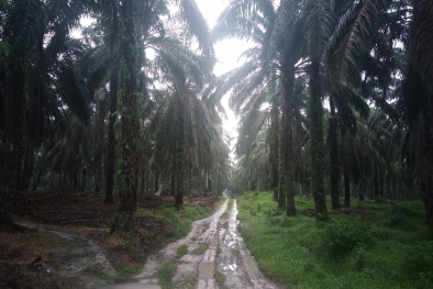 Petani Korban Bibit Palsu Diajak Ikut Replanting